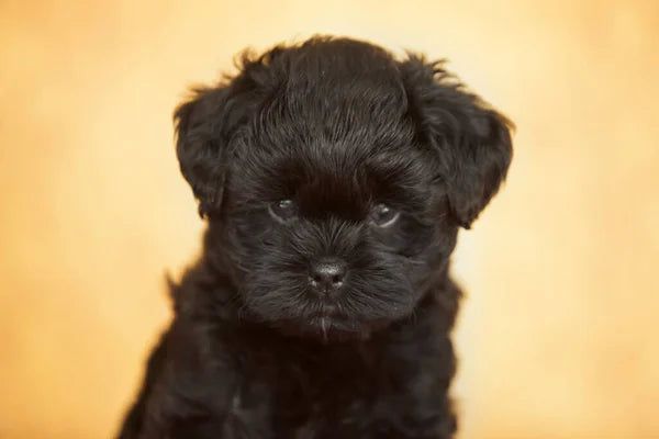 Affenpinscher
