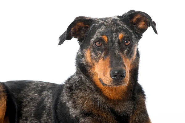 Beauceron