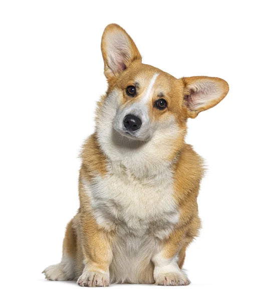 Pembroke Welsh Corgi