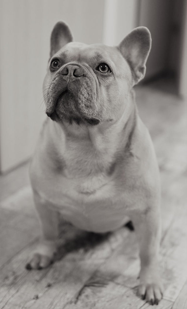 Fransk Bulldog