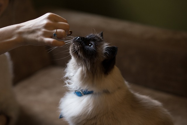 Förstår du vad din katt säger? Lär dig tolka signalerna!