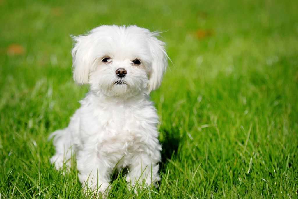 Dog Training: Building a Strong Bond with Your Best Friend