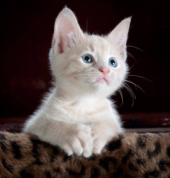 The Psychology of Cats: Building Stronger Bonds with Your Feline Friends