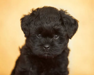 Collection image for: Affenpinscher