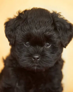 Collection image for: Affenpinscher