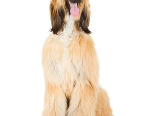 Collection image for: Afghansk Hund