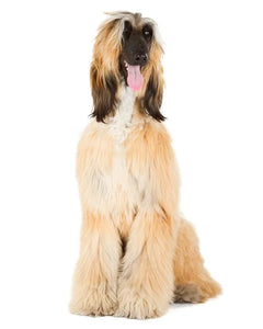 Collection image for: Afghansk Hund