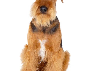 Collection image for: Airedaleterrier