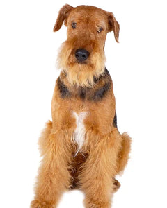 Collection image for: Airedaleterrier