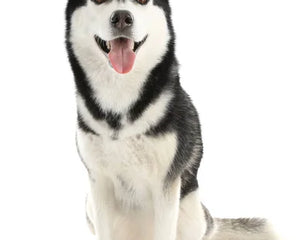 Collection image for: Alaskan Malamute