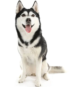 Collection image for: Alaskan Malamute