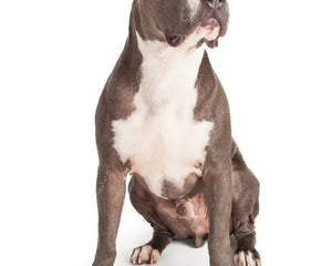 Amerikansk Staffordshireterrier i muskulös pose med fokuserad blick