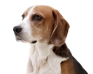 Amerikansk Foxhound i profil med slank kropp och hängöron