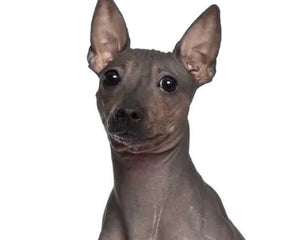 Amerikansk Nakenhund med slät hud och alert blick