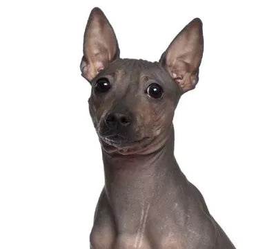 Amerikansk Nakenhund med slät hud och alert blick