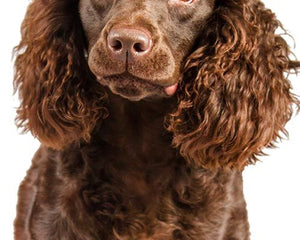 Amerikansk Vattenspaniel med vågig päls och vänlig blick