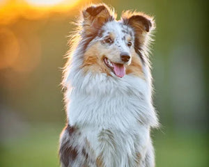 Collection image for: Australisk Herdehund