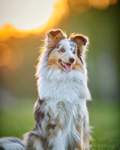 Collection image for: Australisk Herdehund