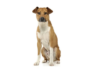 Collection image for: Basenji