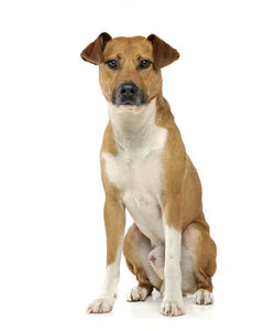 Collection image for: Basenji