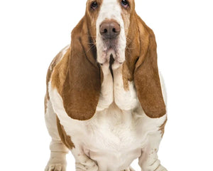 Collection image for: Basset Hund