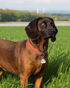 Collection image for: Bayersk Bergshund