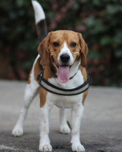 Collection image for: Beagle