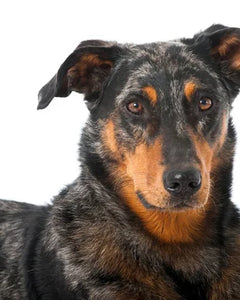 Collection image for: Beauceron