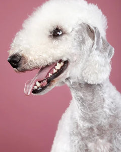 Collection image for: Bedlington Terrier