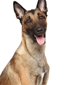Collection image for: Belgisk Vallhund Malinois