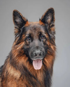Collection image for: Belgisk Vallhund Tervuren