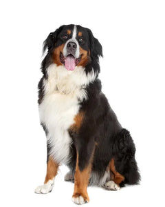 Collection image for: Bernersk Sennenhund