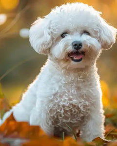 Collection image for: Bichon Frisé