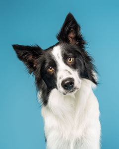 Collection image for: Border Collie