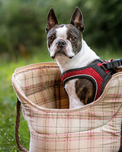 Collection image for: Boston terrier
