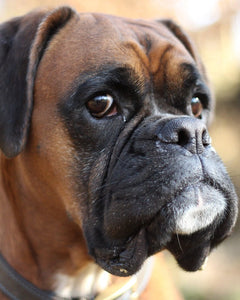 Collection image for: Boxer