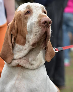 Collection image for: Bracco Italiano