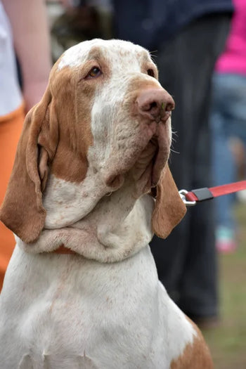 Bracco Italiano