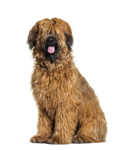 Collection image for: Briard
