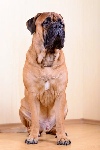 Bullmastiff