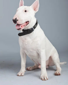 Collection image for: Bullterrier