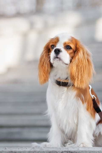 Cavalier King Charles Spaniel