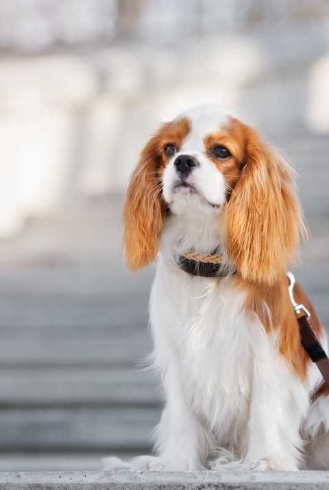 Cavalier King Charles Spaniel
