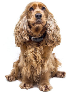 Collection image for: Cocker Spaniel