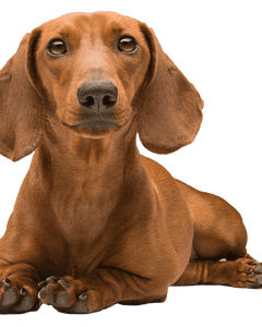 Collection image for: Dachshund