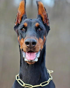 Collection image for: Dobermann
