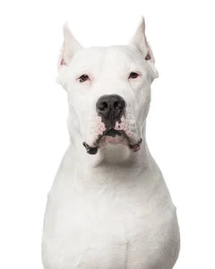Collection image for: Dogo Argentino