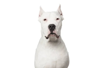 Dogo Argentino