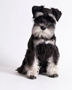 Collection image for: Dvärgschnauzer