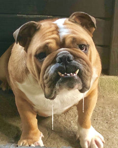 Collection image for: Engelsk Bulldog